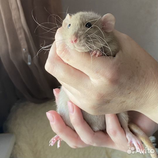 Крысята дамбо