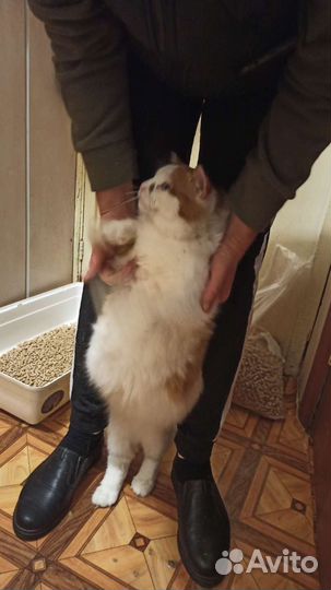 Котик Сеня
