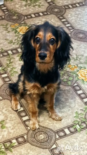 Собака в добрые руки отдам бесплатно