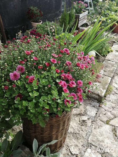 Хризантема мультифлора шаровидная, чере