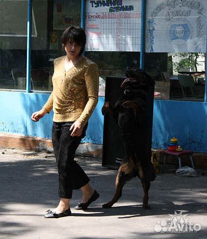 Реальные услуги для собак