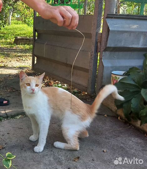 Кошка в дар бесплатно