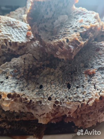 Алтайский дикий бортевой мед