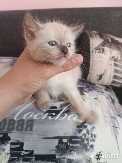Сиамские котята