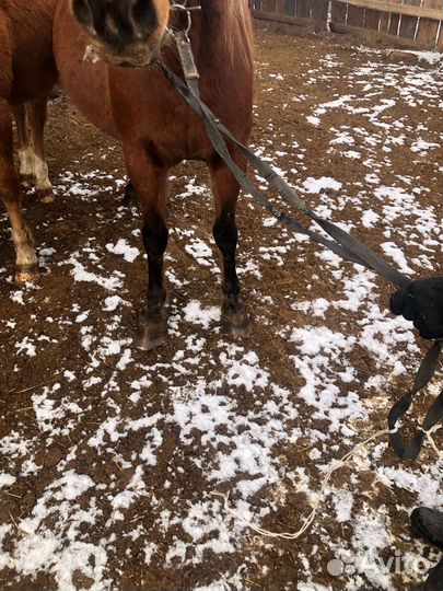 Продам лошадь