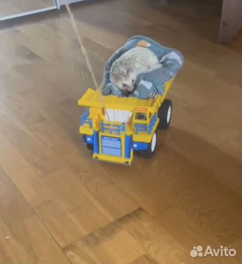Ежик вязка