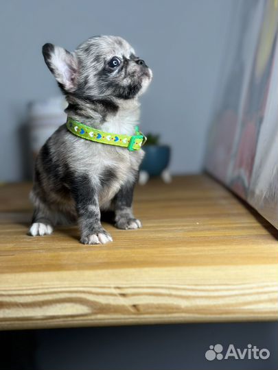 Чихуахуа мальчик мерле