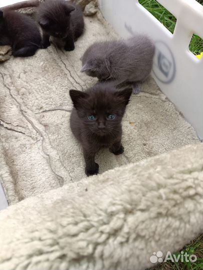 Котята и мама-кошка ищут дом