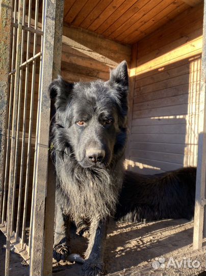 Собака немецкая овчарка