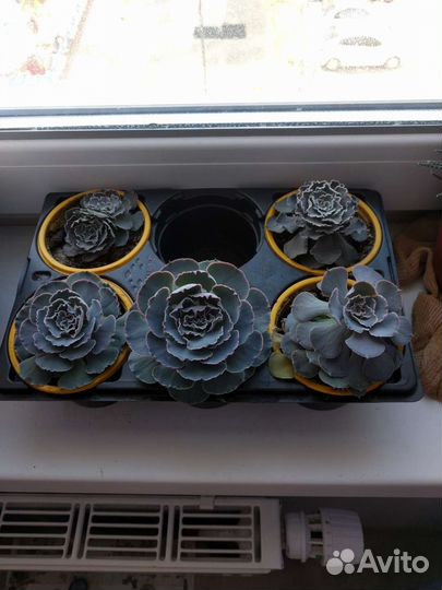 Кактусы и суккуленты, Алоэ, Золотой Ус