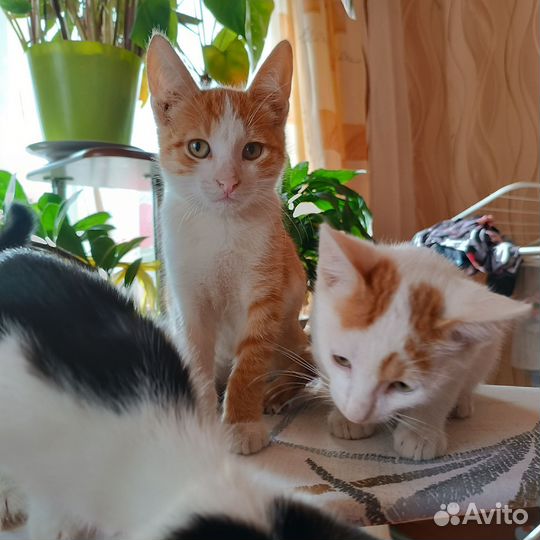 Котята в добрые руки мальчики