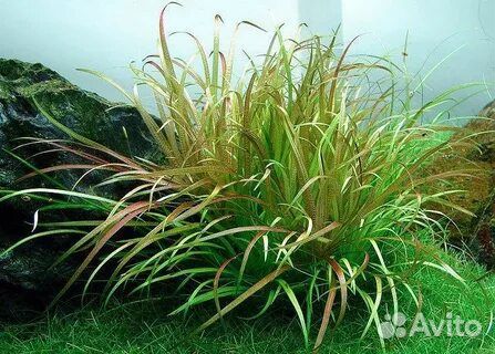 Аквариумные растения