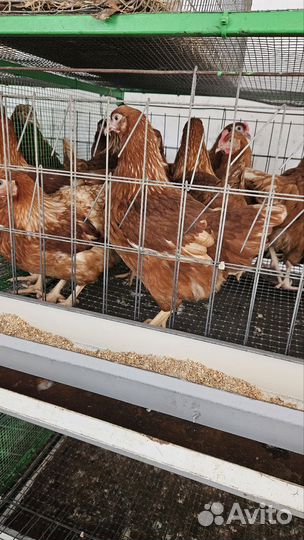 Куры несушки 