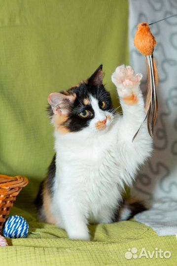 Котенок цвета счастья