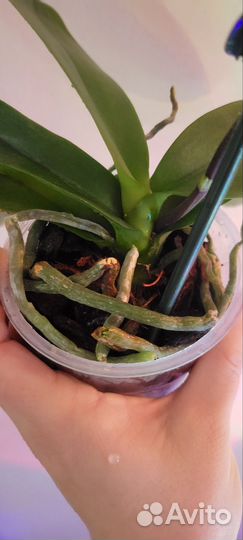 Орхидея фаленопсис