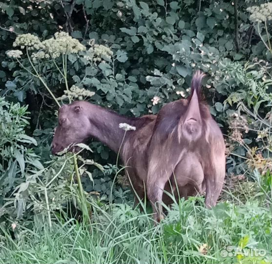 Козы ламанча