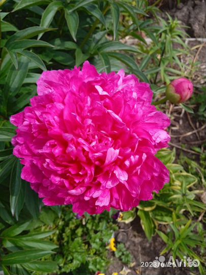 Корни пионов