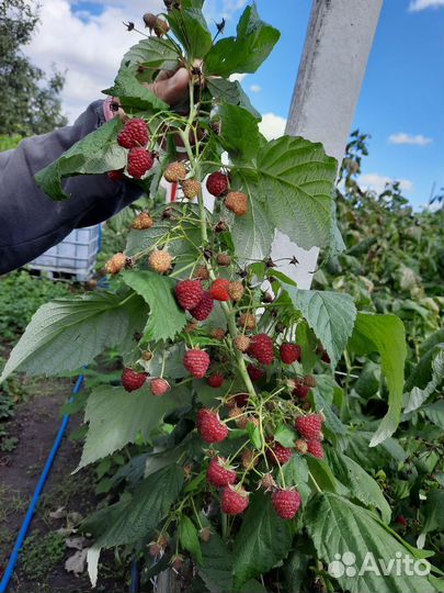 Ремонтантная полька