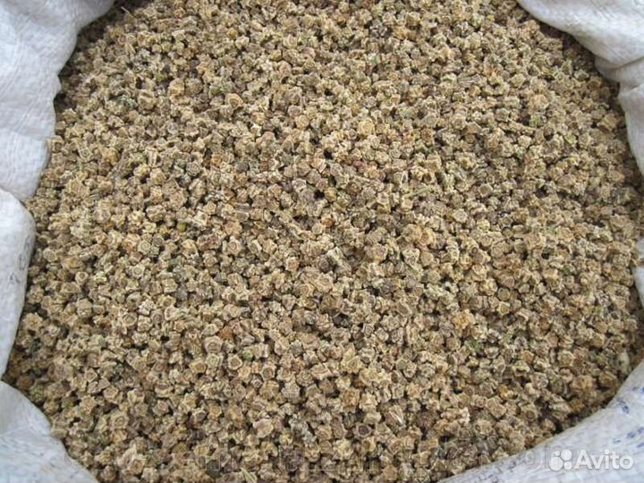 Семена кормовой свеклы. Бригадир