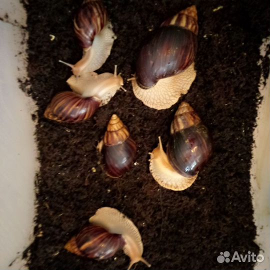 Улитки ахатины ретикулята альбино