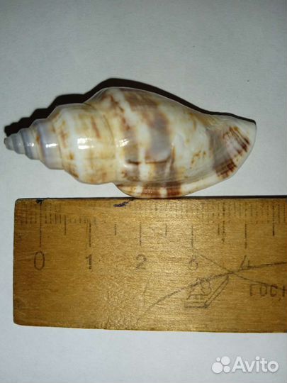 Ракушка в аквариум