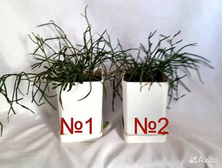 Хатиора - не рипсалис, желтая, кактус, суккулент