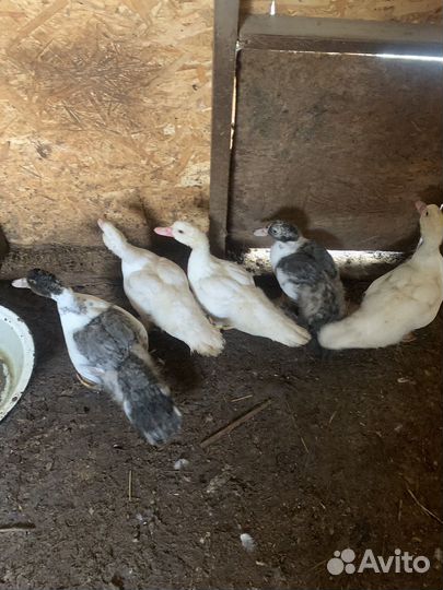 Мускусные утки (от суток до 2 лет, семьи, аренда)