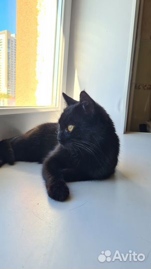 Кошечка в добрые руки