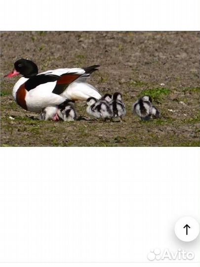 Утки, лебеди,павлины