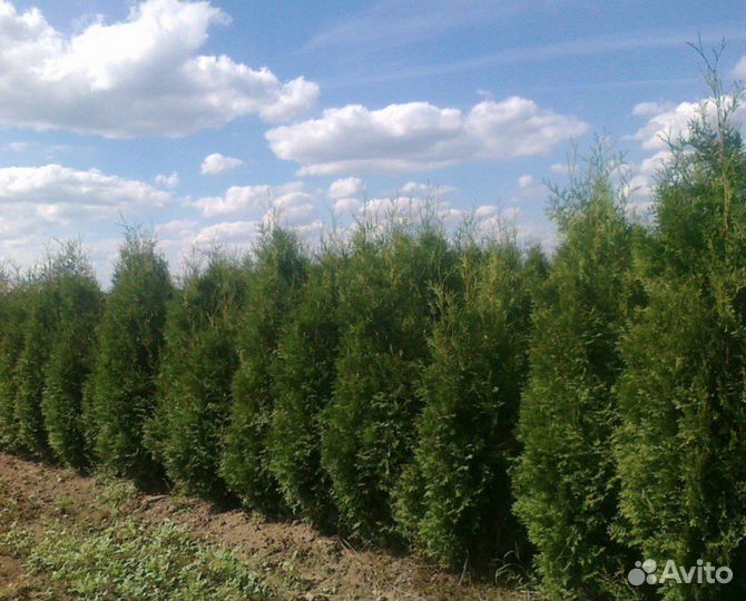 Туи Колумна оптом