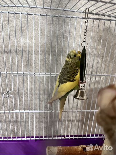 Волнистый попугай с клеткой