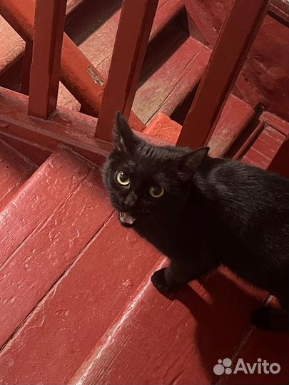 Стерилизованная ласкуша ищет дом