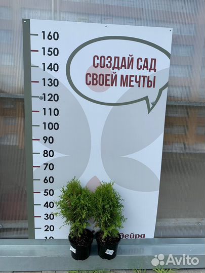 Туя глобоза