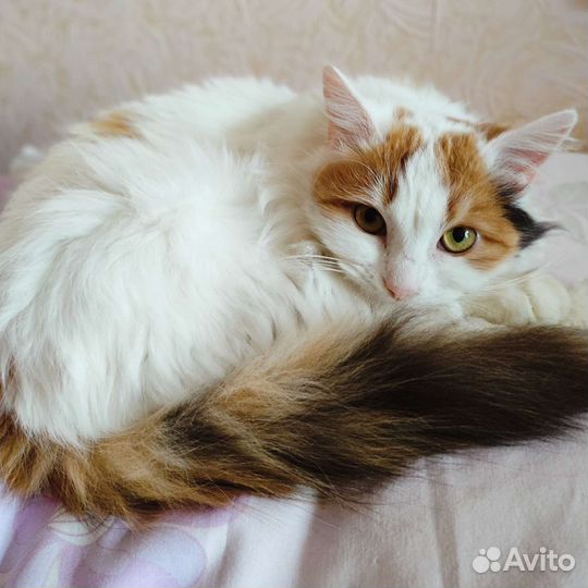 Кошечка В добрые руки