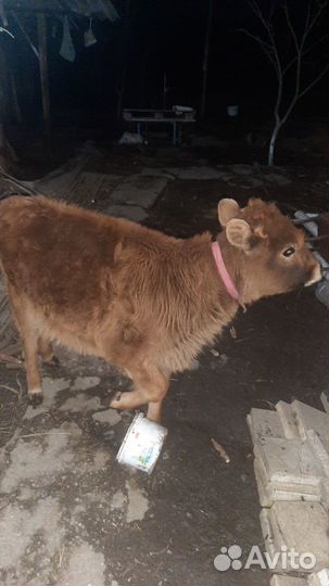 Продается телочка 7 месяцев