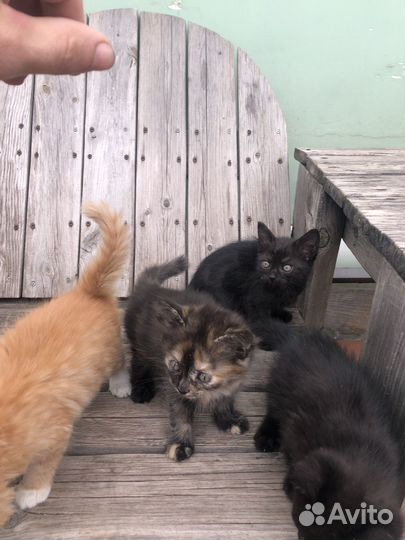 Котята в добрые руки