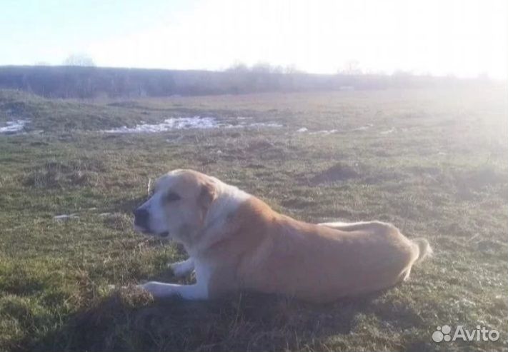 Подросшие щенки-девочки. Мама сао