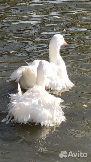 Ленточные (кучерявые) гуси