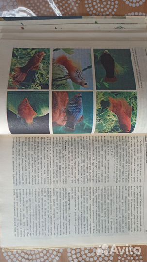 Книга про аквариумных рыб