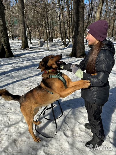 Собака бесплатно в добрые руки