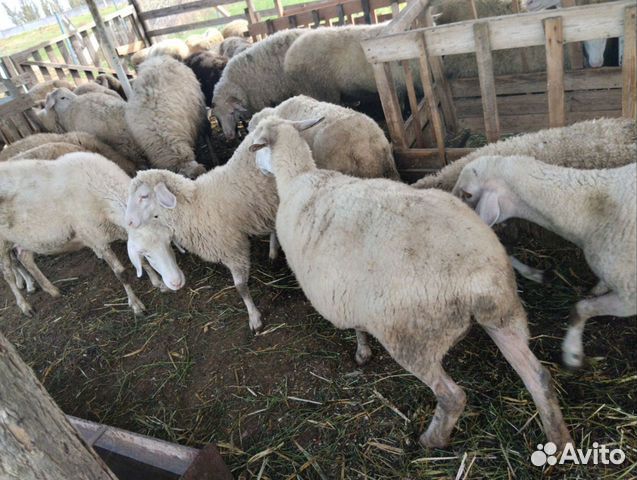 Телка 1.8 года