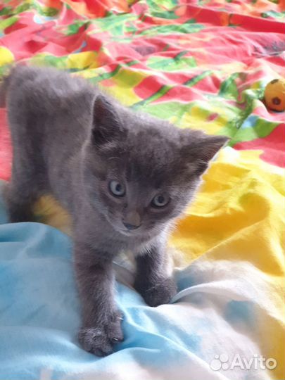 Котята в добрые руки приучены к лотку