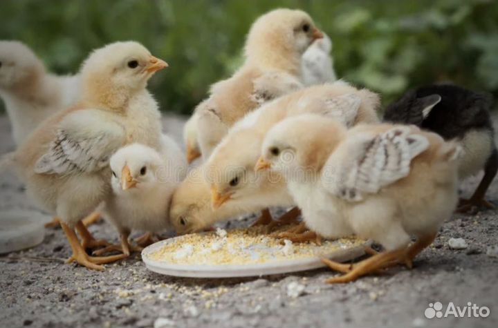 Добавки и корм для птиц, цыплят