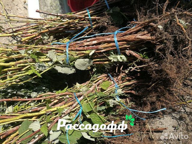 Саженцы малины. Крупная ягода