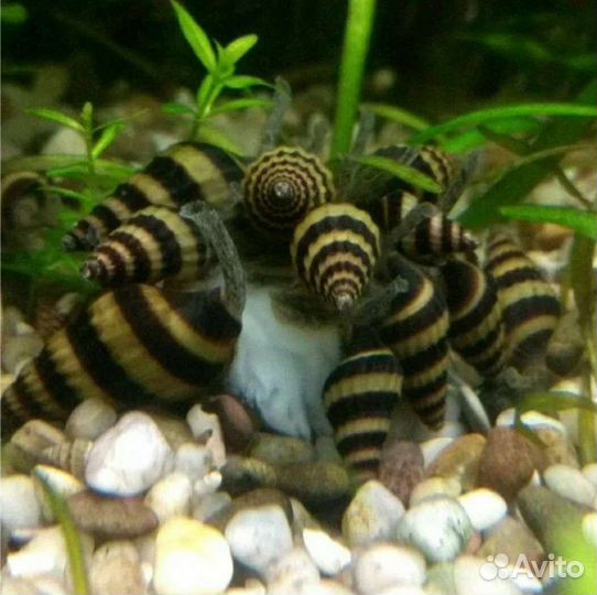 Улитки хелены