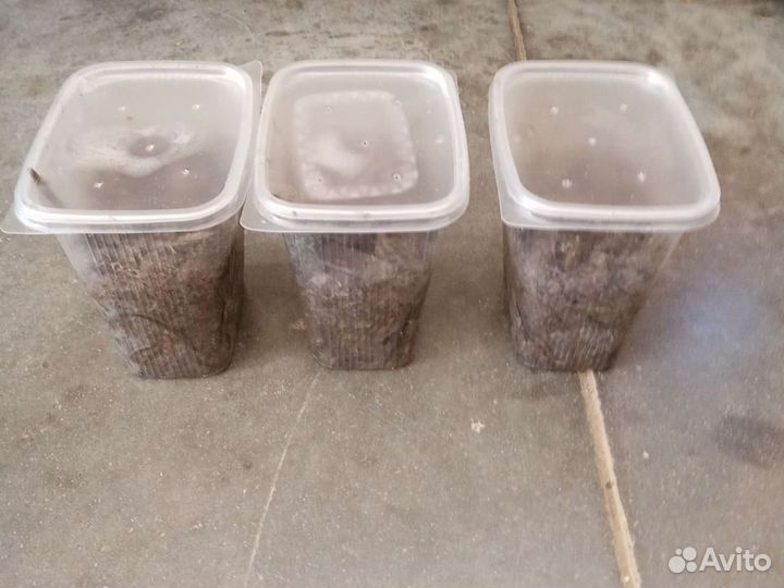 Крупный зелёный