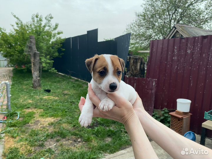 Щенки Джек Рассел