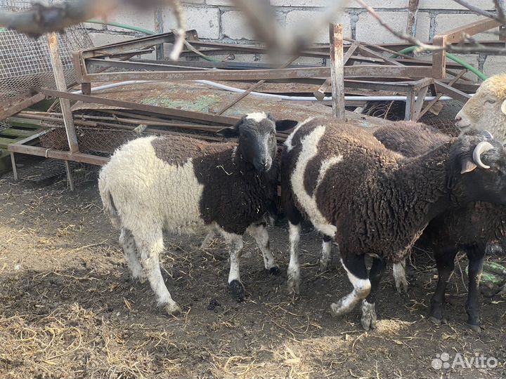 Овцы бараны ягнята