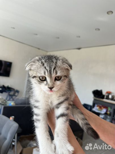 Шотландская