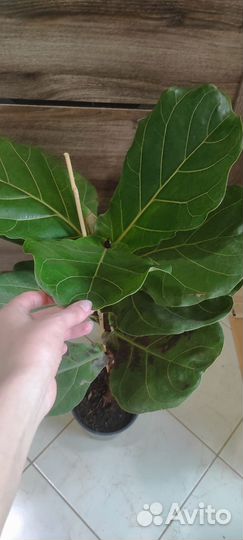 Фикус Лирата Колумнарис